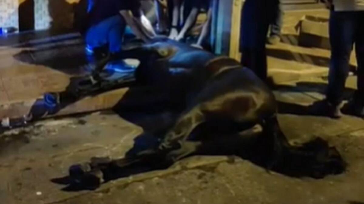 Por infarto murió un equino en cabalgata de Tuluá