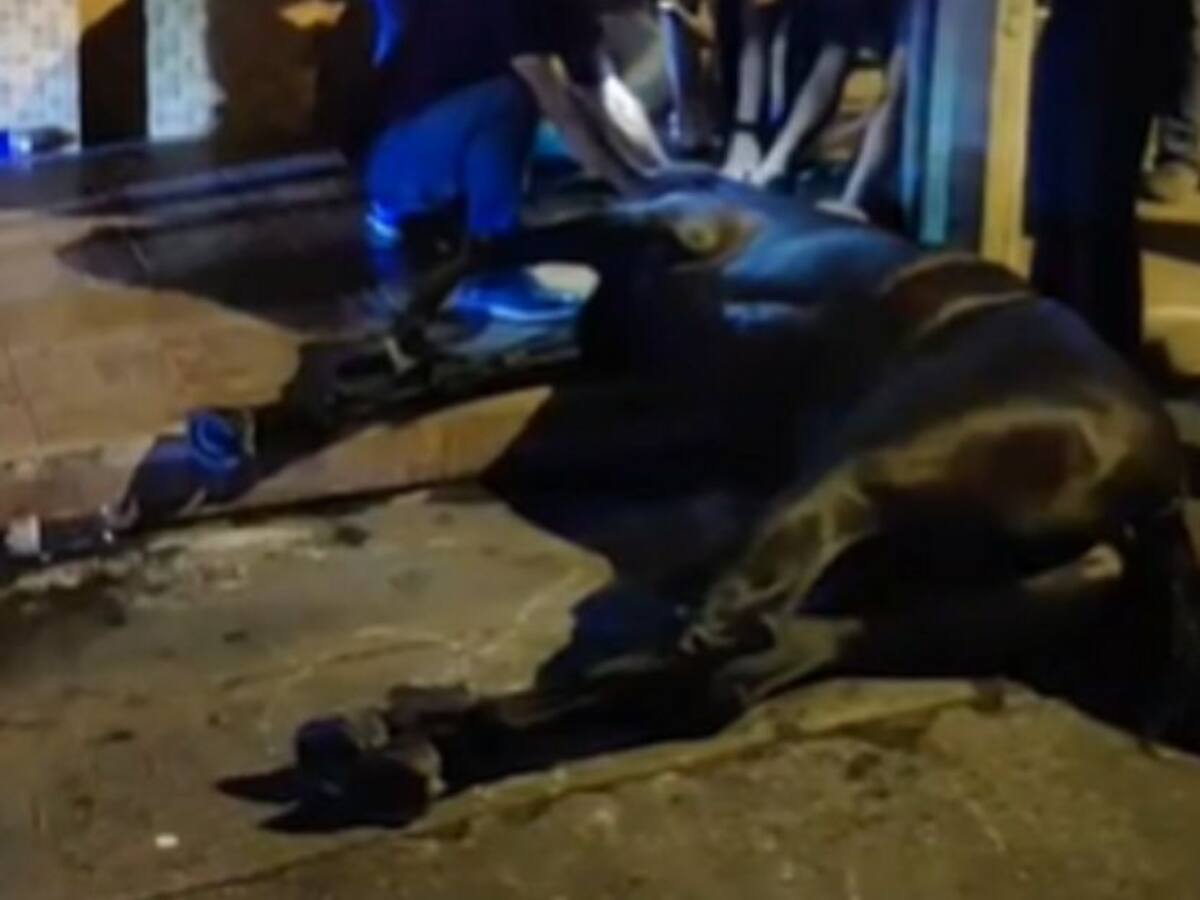 Por infarto murió un equino en cabalgata de Tuluá