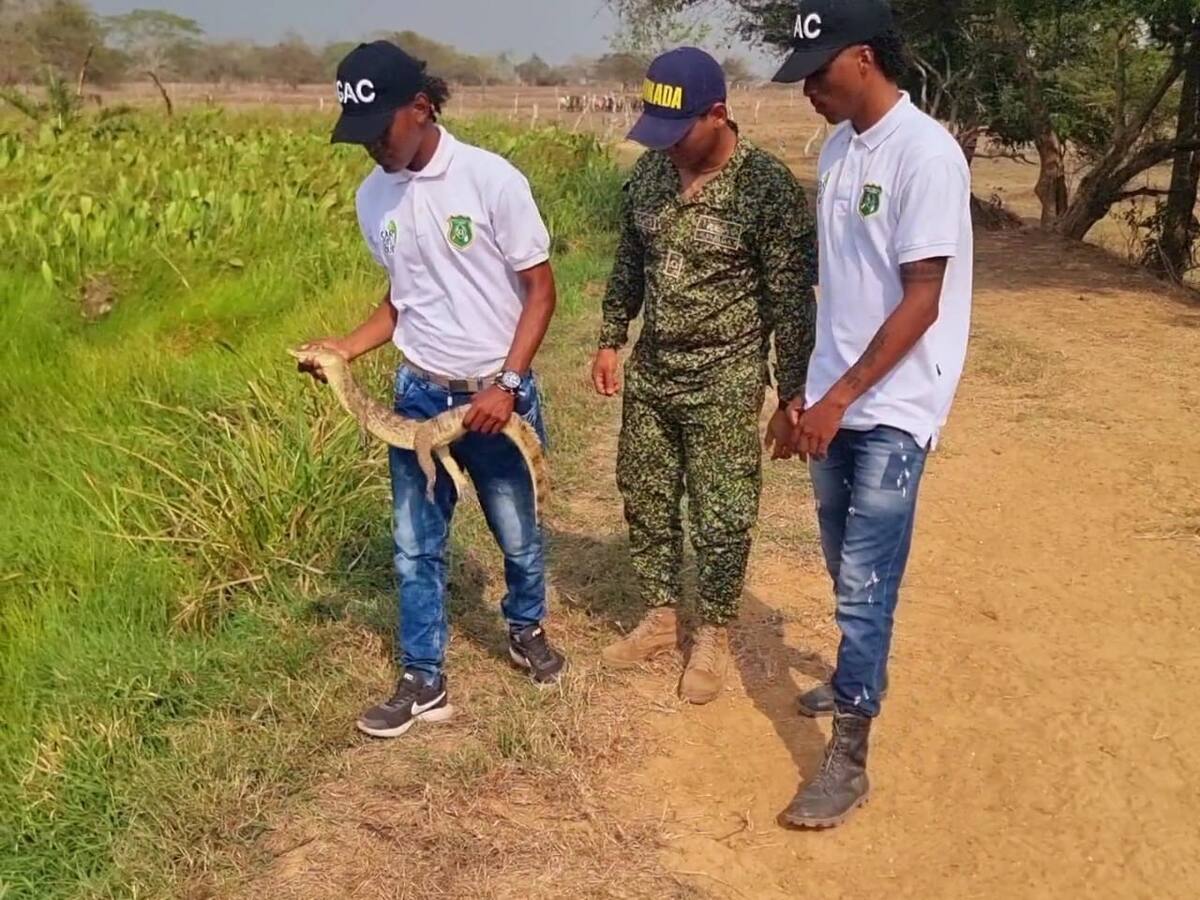 Armada coordinó liberación de 61 especies silvestres en Bolívar, Sucre y Córdoba
