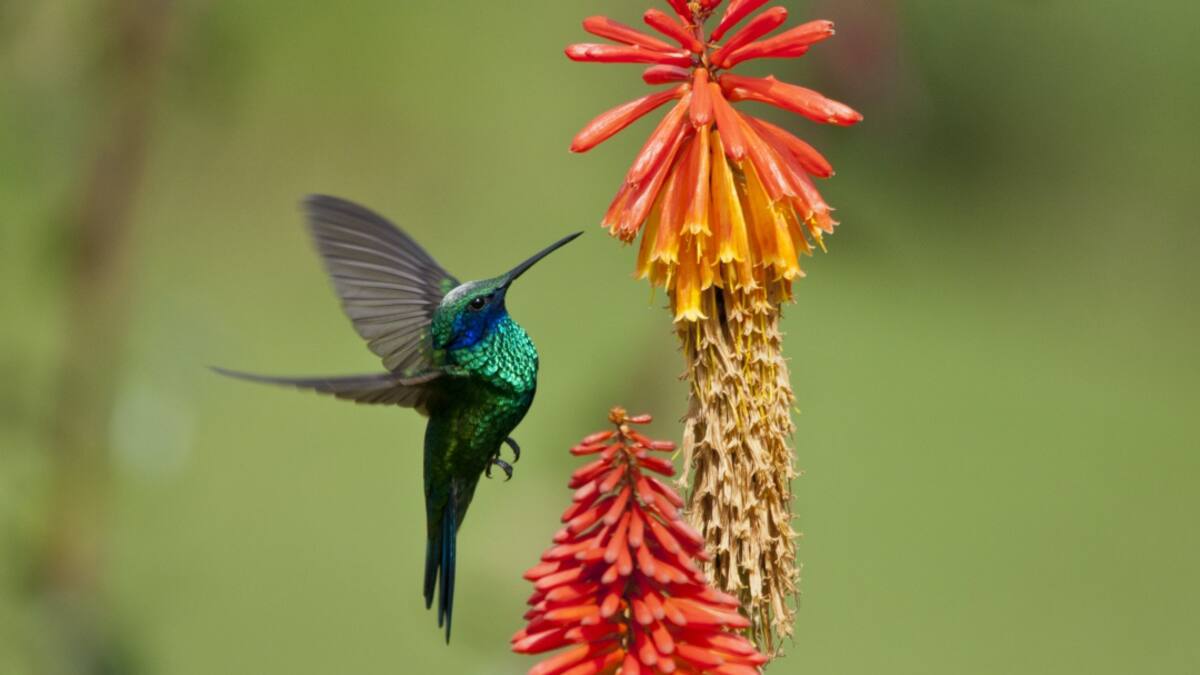 Colombia gana, de nuevo, campeonato mundial de avistamiento de aves