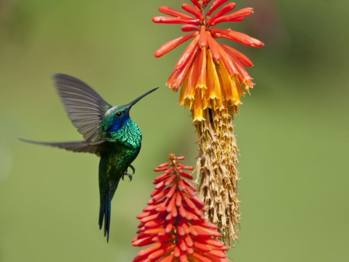 Colombia gana, de nuevo, campeonato mundial de avistamiento de aves