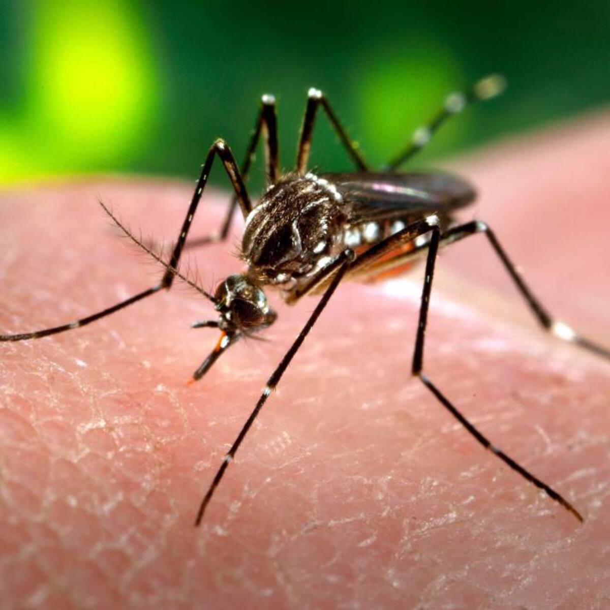 Alerta en Armenia porque persiste brote de dengue debido a las condiciones climáticas