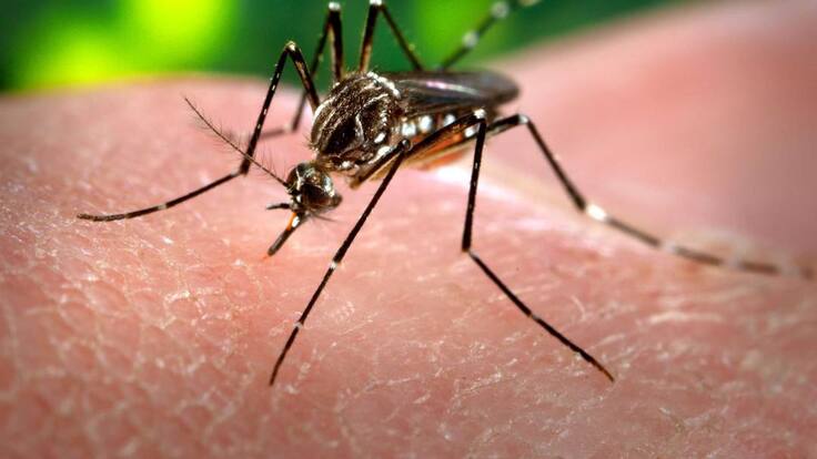 Gerente de Red Salud Armenia