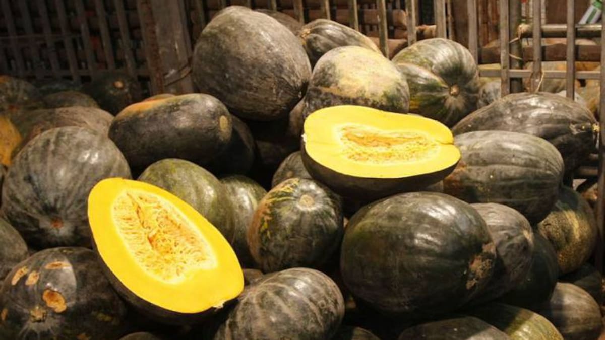 Conozca la ahuyama, deliciosa y nutritiva. Así son los cultivos