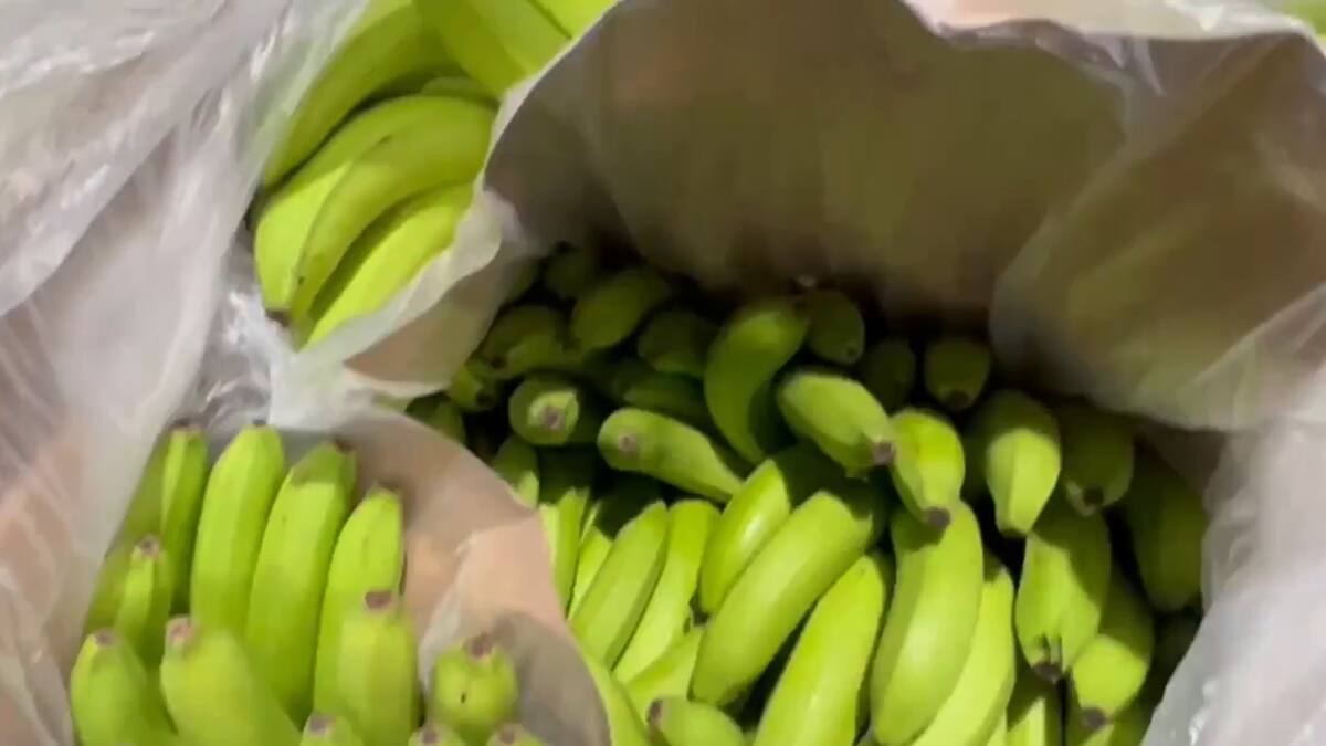 Incautan cerca de una tonelada de cocaína camuflada en bananos en Cartagena