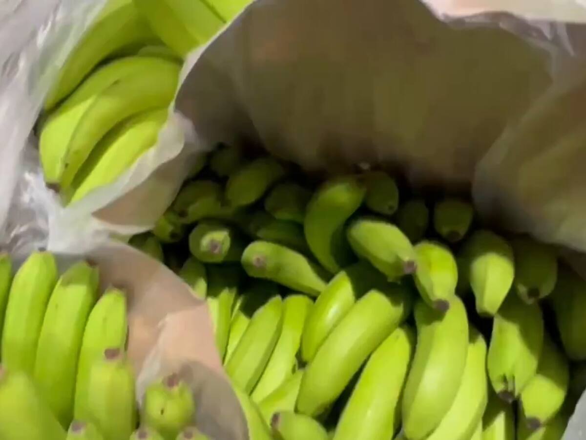 Incautan cerca de una tonelada de cocaína camuflada en bananos en Cartagena