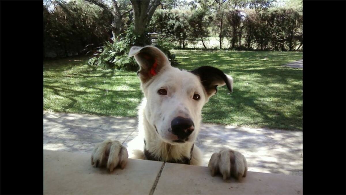 Para el tema "Gastado", esta foto simpática de José Luis Villanueva Palacios, quien comenta: “Después de un día de trabajo, llegas a tu casa, te acomodas en tu sillón favorito para descansar, te quitas un zapato y sorpresa: ¡tu calceta está desgastada y lo anuncia con un discreto pero certero hoyito en la punta!”.