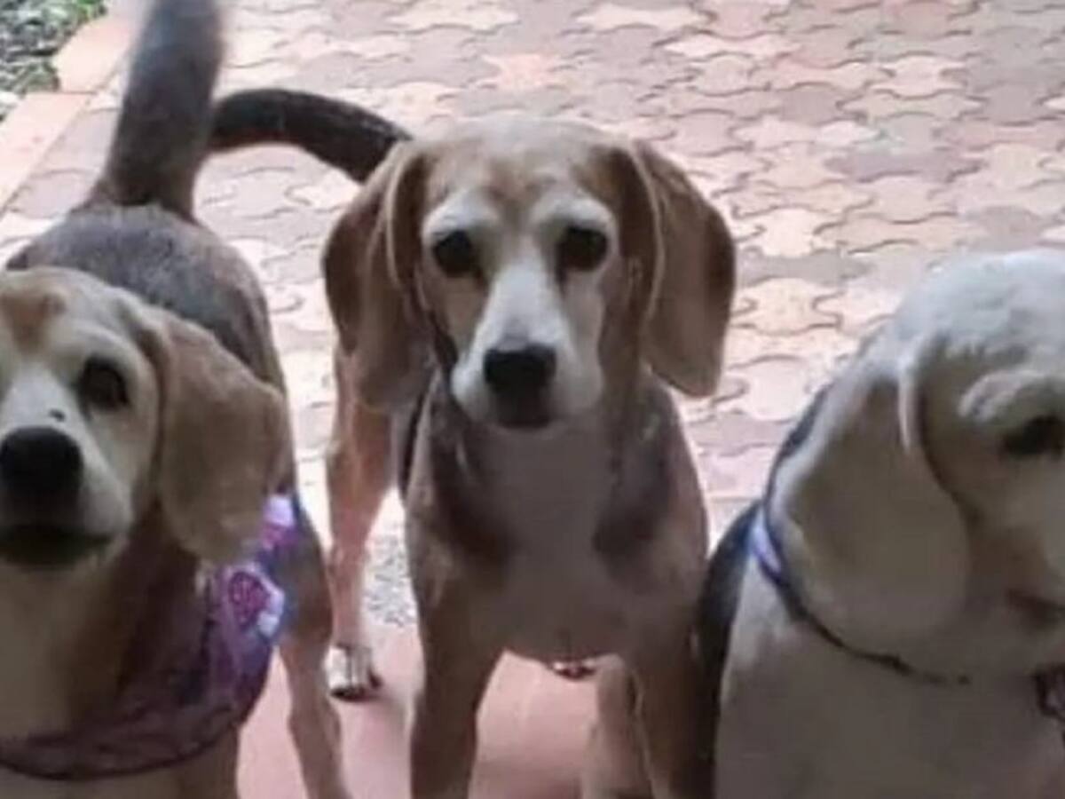 Denuncian un envenenamiento masivo de perros en Envigado