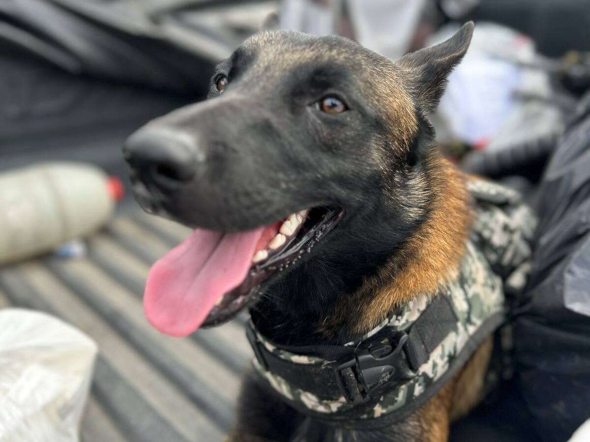 “Tuerca”, el canino entrenado por las disidencias que pasará a apoyar a las autoridades