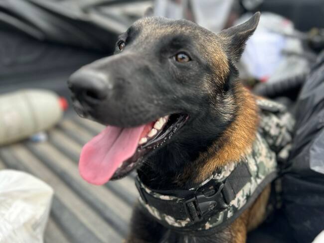 De las disidencias a la fuerza pública