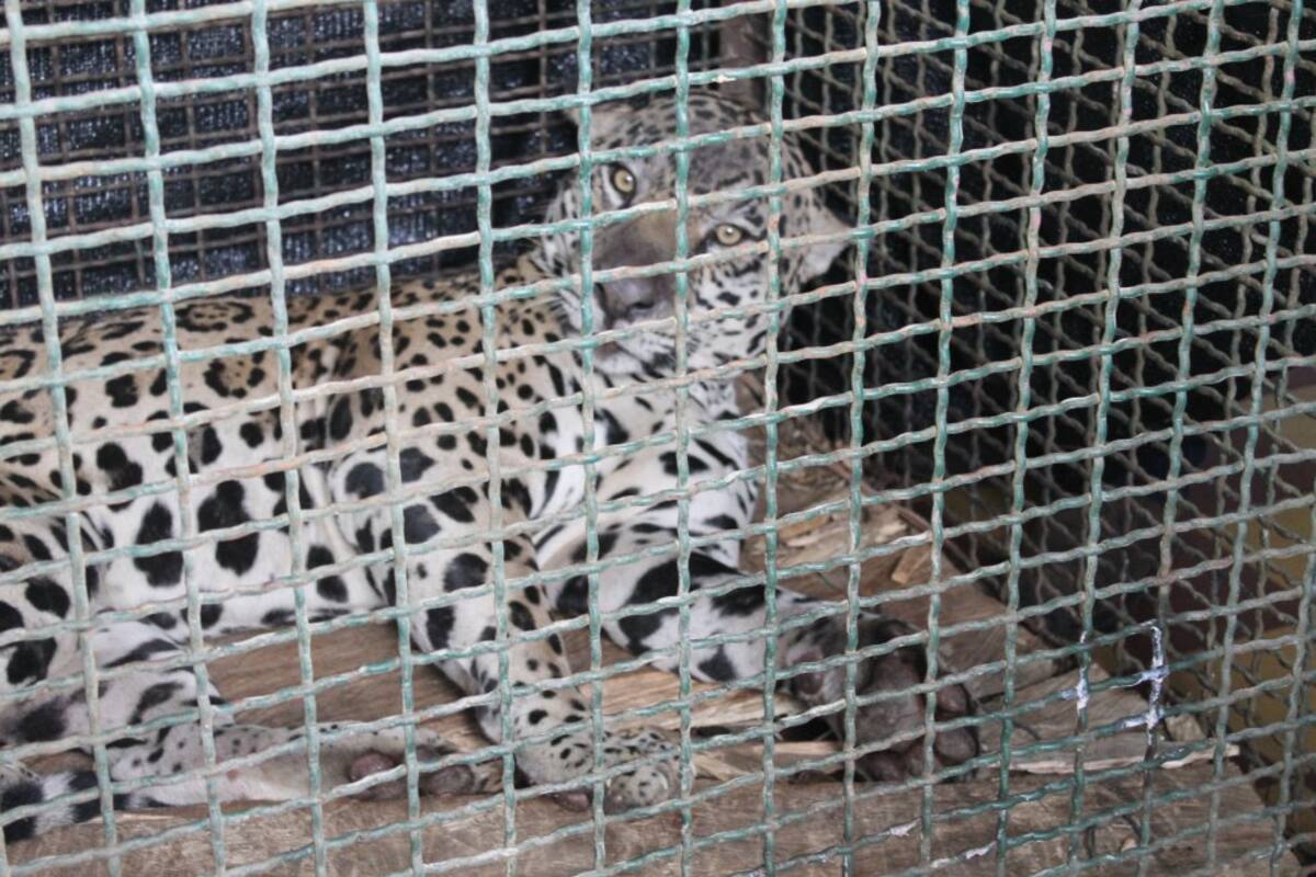 La autoridad ambiental Corporación Autónoma por ejemplo, en cabeza de Flor María Rangel, ha estado al cuidado de este ejemplar que presentó en su momento varias heridas autogeneradas al tratar de escapar de las jaulas; entre ellas, una pequeña fractura en uno de sus codos, fractura que recibe toda la atención por parte de los veterinarios.