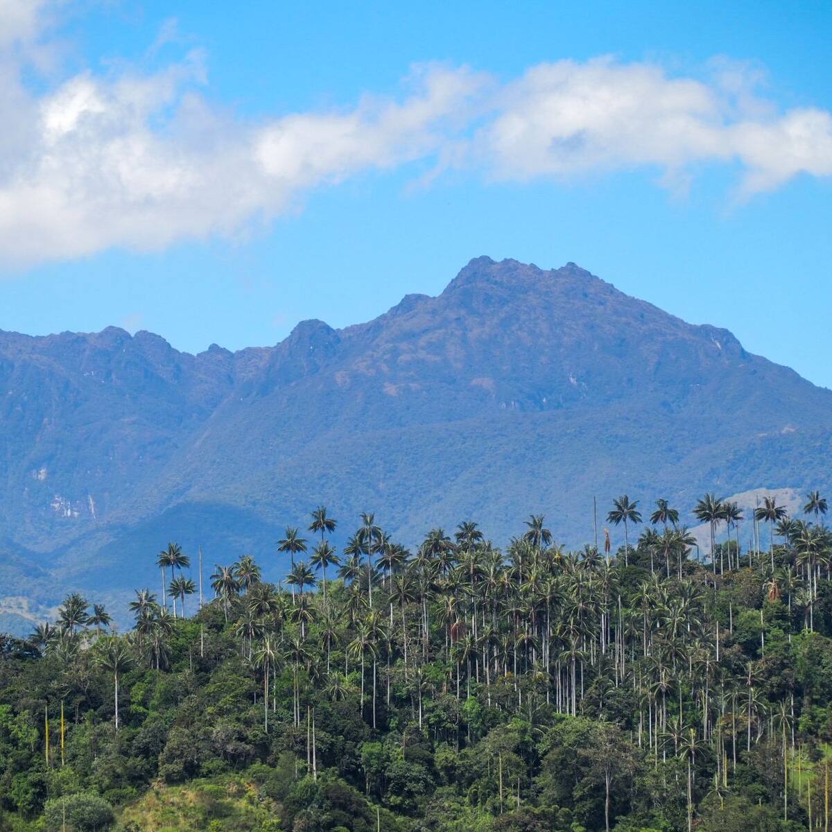 Roncesvalles, Tolima, vivirá el Festival del Loro Orejiamarillo y Palma de Cera