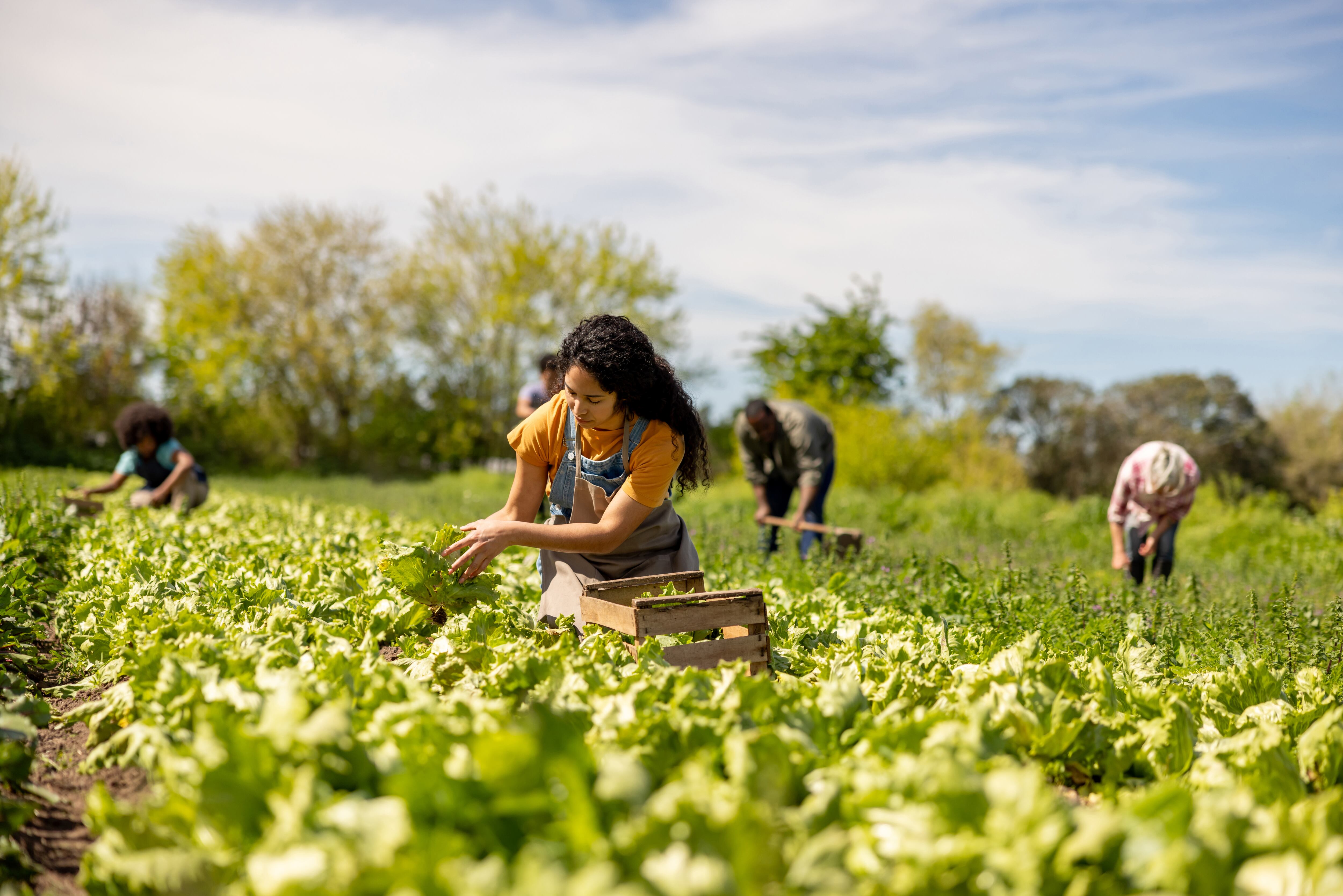 Alimentos de kilómetro cero, imagen de referencia (Getty Images).
