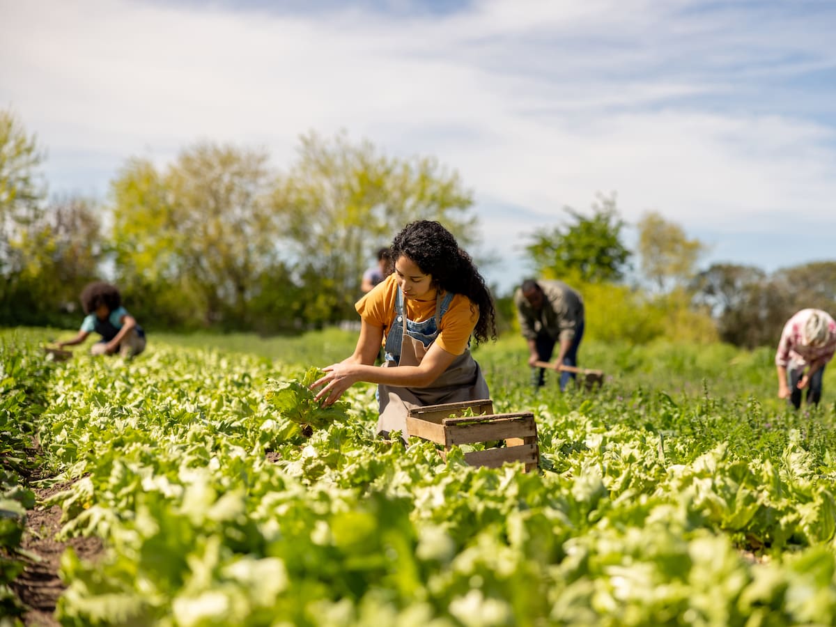 Qué son los ‘alimentos de kilómetro cero’ y por qué reducen la huella de carbono