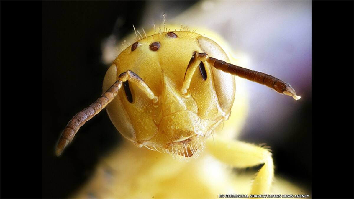 Como parte del estudio, el Inventario y Laboratorio de Monitoreo de la Abeja también proporciona comprensivas herramientas de identificación para especies nativas de abejas en Norteamérica. (Anthophora Tricolor, macho)