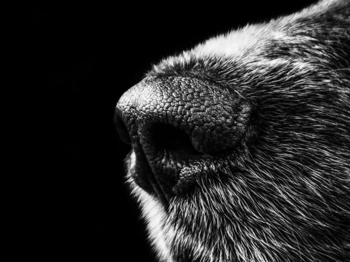 ¡Por la amistad! Hombre gastará 45.000 USD para salvar vida de su perro