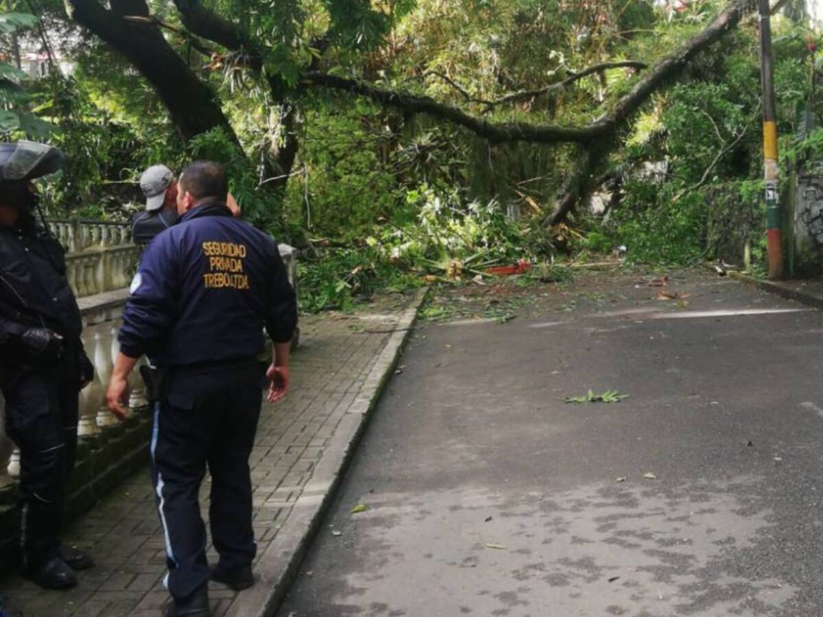 Cierran el parque Centenario de Ibagué por riesgo de caída árboles