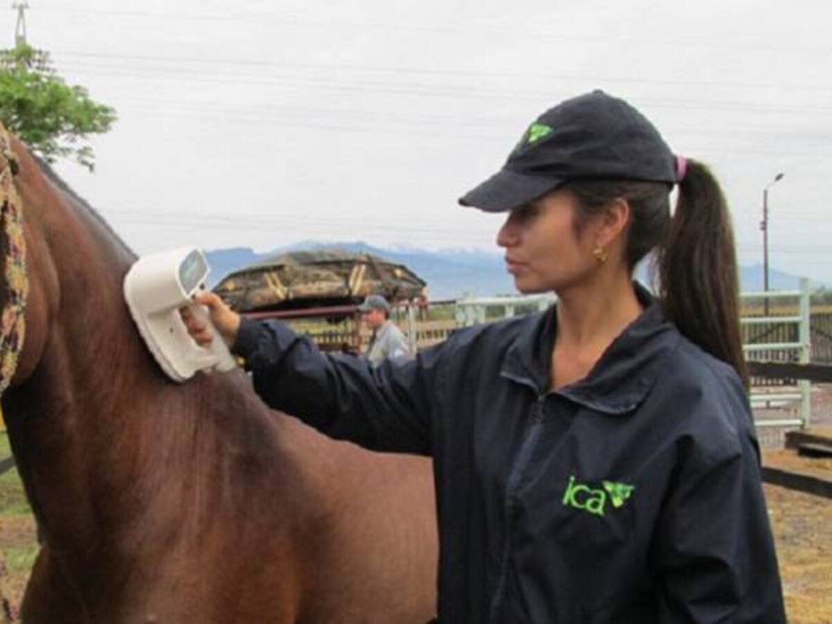 Risaralda en cuarentena por influenza equina