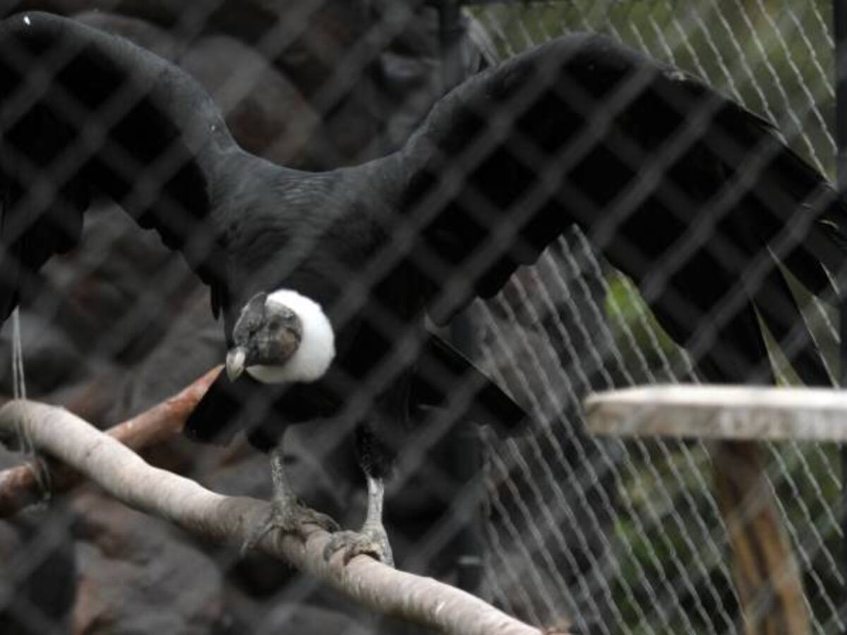 Cóndores en Santa Marta murieron intoxicados por pesticidas