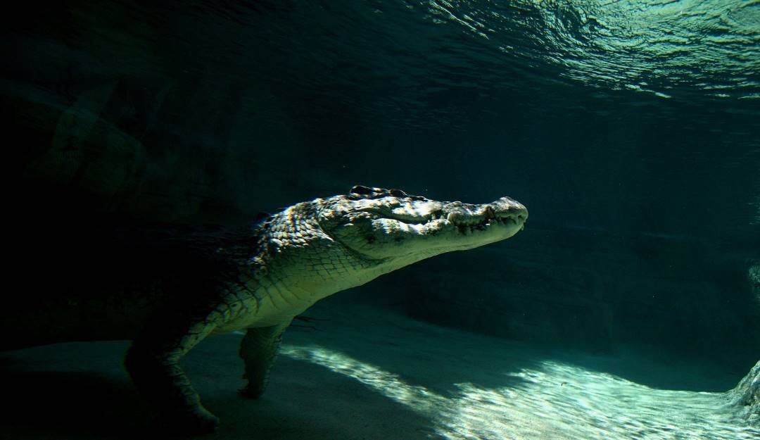 Cocodrilo bajo el agua.                    Foto: Getty 