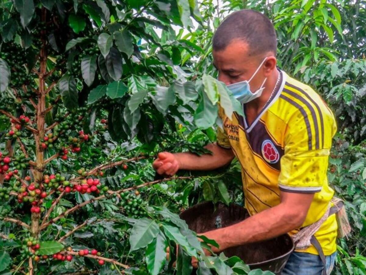 Entiendo que los cafeteros estén nerviosos, pero necesitamos trabajar: Roberto Vélez