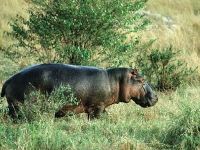 Cría de hipopótamo muerto ya está ubicada y piden respetarle la vida