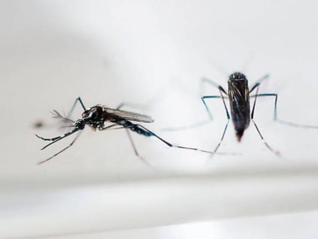 El Chikungunya dejó 50 muertes en el país