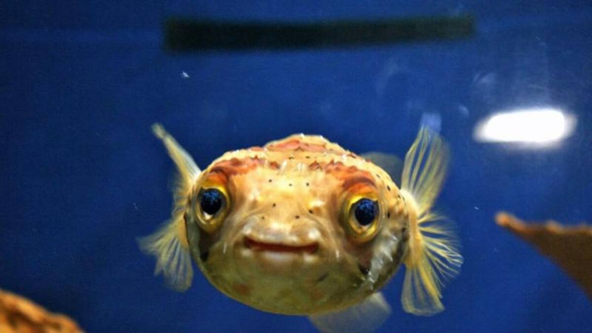 Otro acuario, esta vez el de Nueva Orleans. Dice Azghar Khazi-Syed que el pez se quedó quieto lo cual le permitió captar una imagen de los lindos ojos. ¡Anímate a enviar tus imágenes!