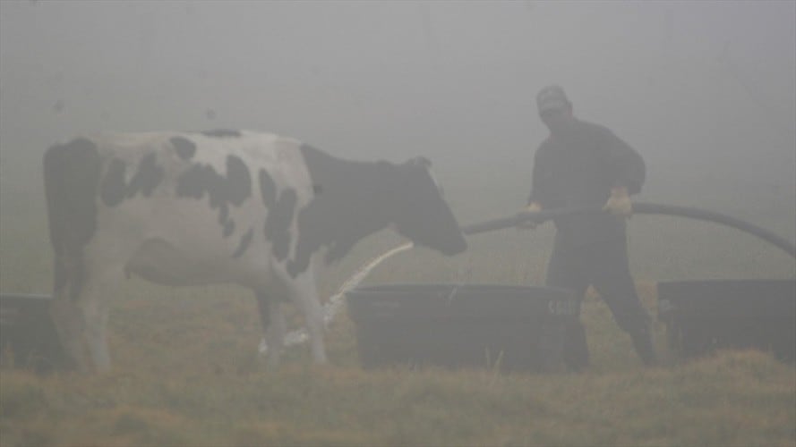 Las fuertes heladas de los últimos días en el municipio de San Miguel de Sema en Boyacá ha afectado a los ganaderos de la región /Foto: Colprensa