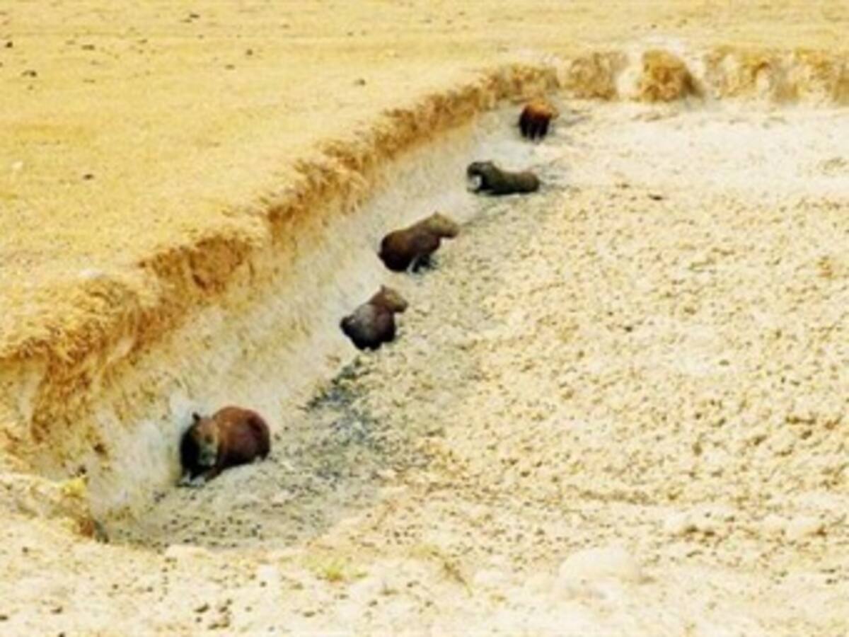 El 10 % de los animales de Casanare han muerto por la sequía: Corporinoquía