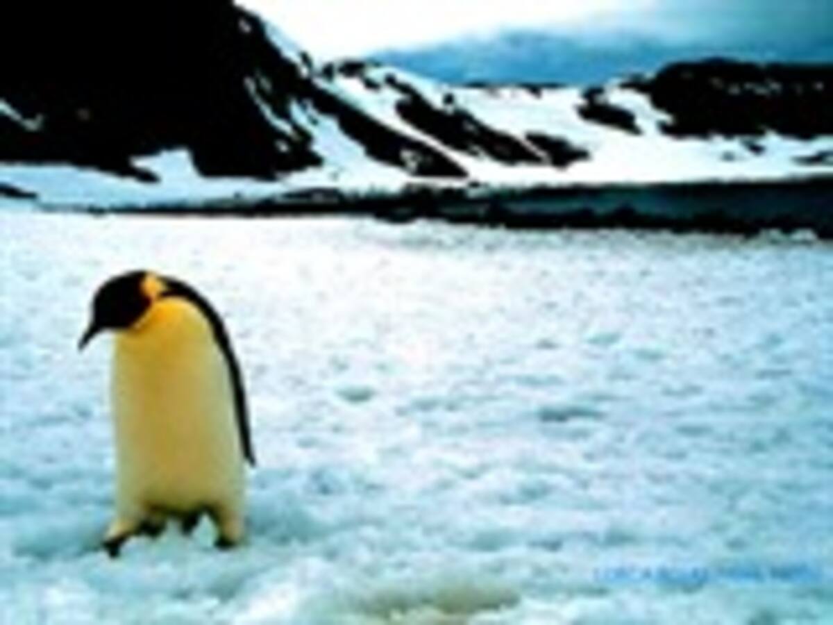 El cambio climático podría extinguir al pingüino emperador