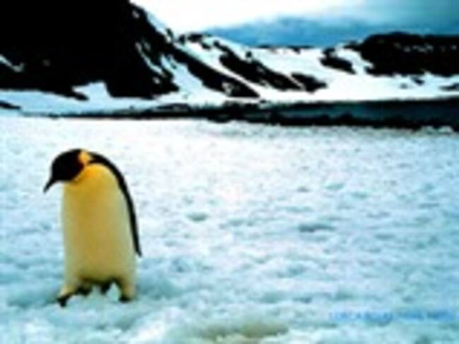 El cambio climático podría extinguir al pingüino emperador