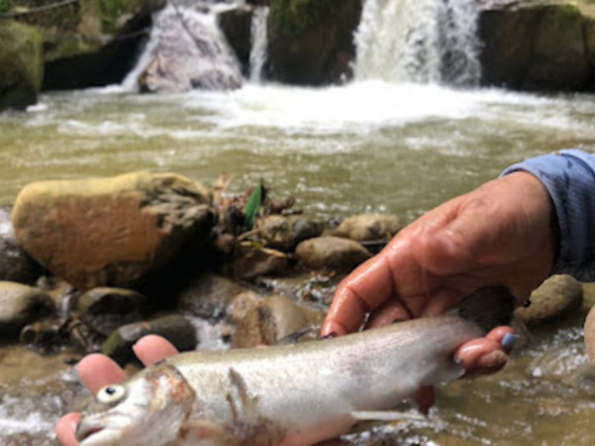 Así se puede llegar a la cascada Aguasblancas en Santander: Paraíso a 40 minutos de Bucaramanga