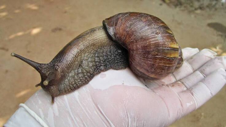 Informe caracol gigante africano en Armenia