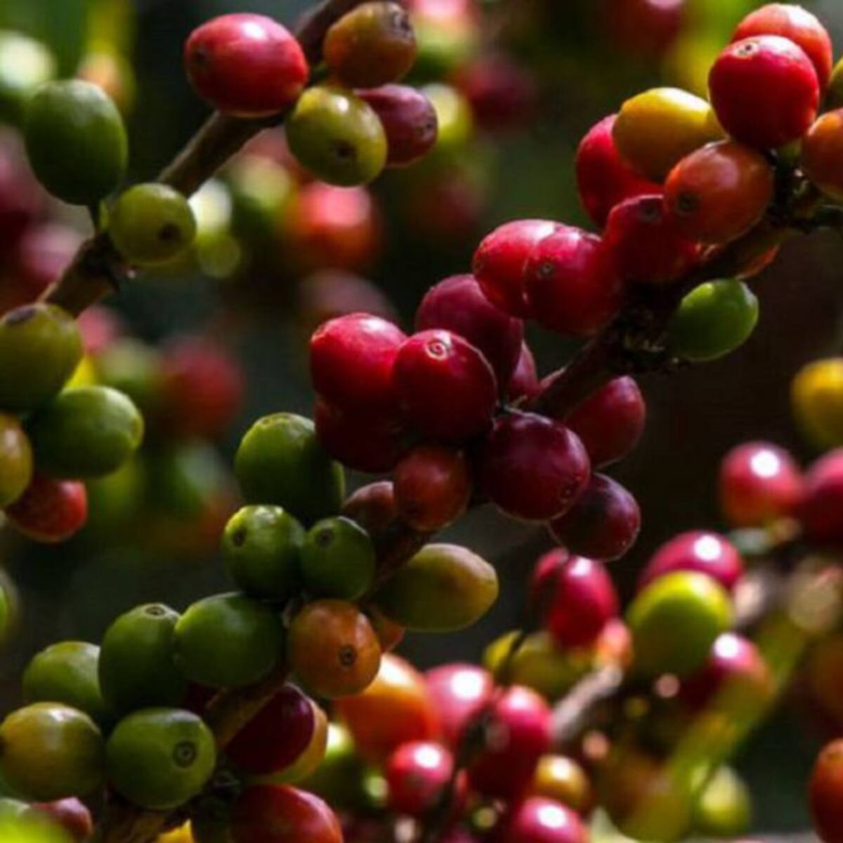 ¿Cuál es la advertencia de cafeteros en el Quindío por las lluvias?