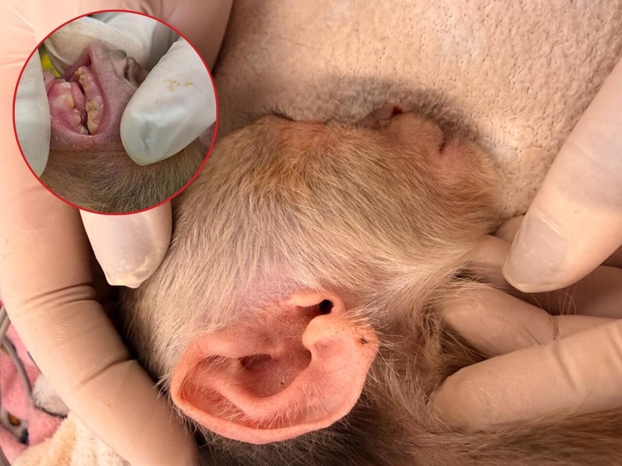 Foto: Área Metropolitana del Valle de Aburrá.