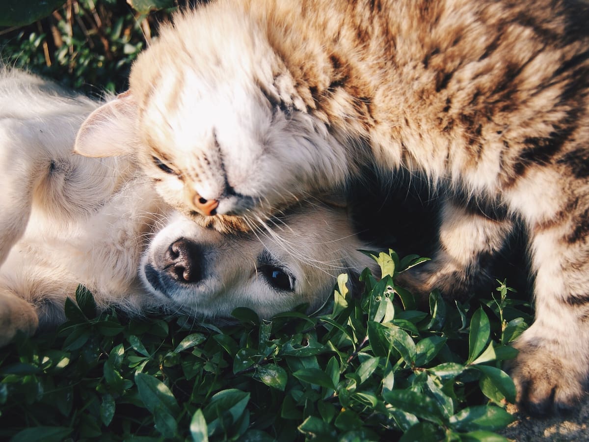 ¿Perdió su mascota en Bogotá? Esta nueva herramienta ayuda a reportar y encontrar animales perdidos
