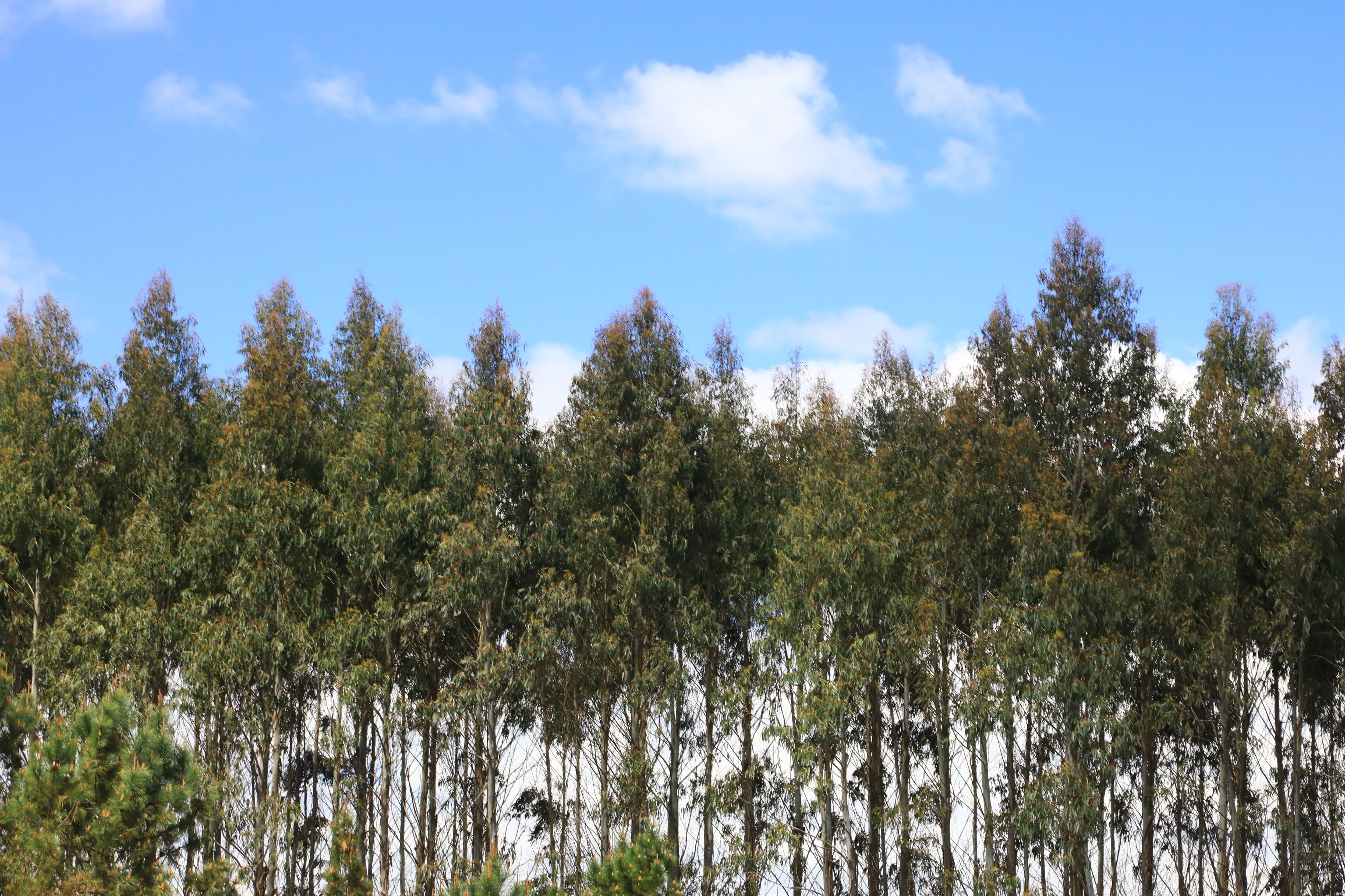 Bosque de eucaliptos - Getty Images