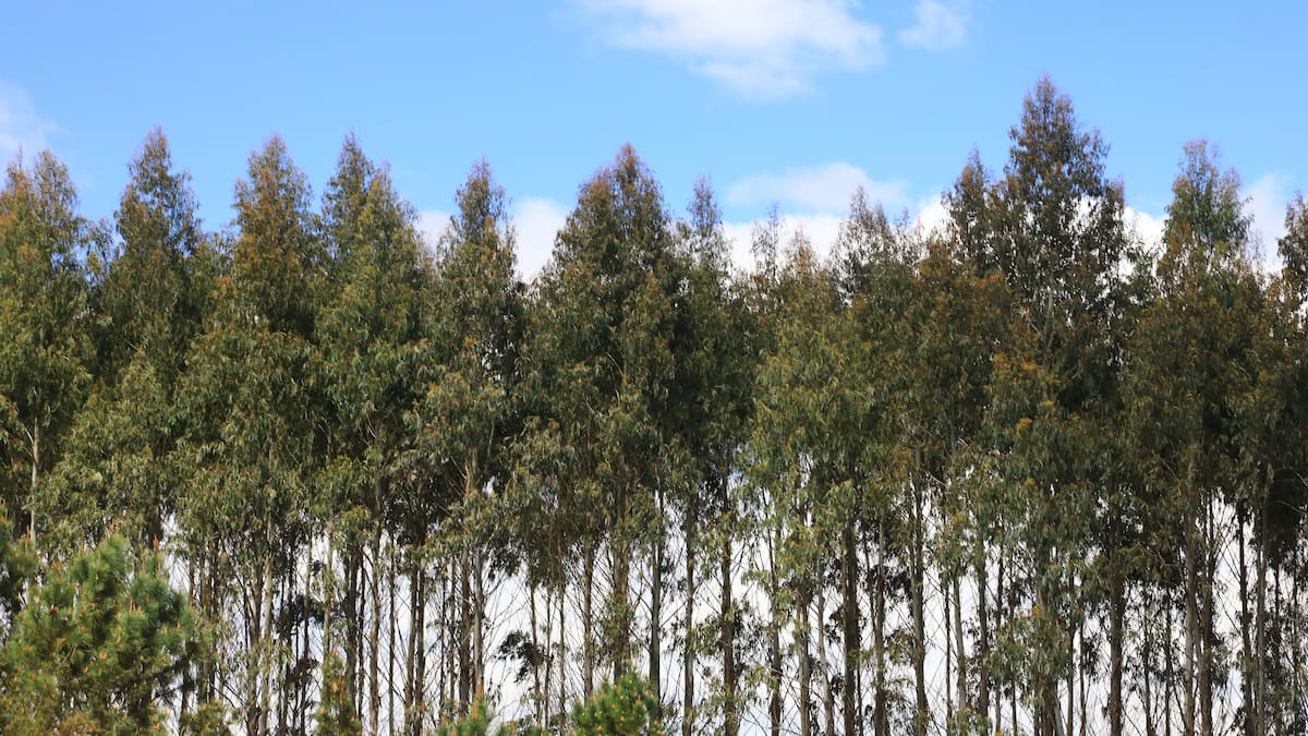 Las verdades y mitos sobre los pinos y eucaliptos en los incendios forestales