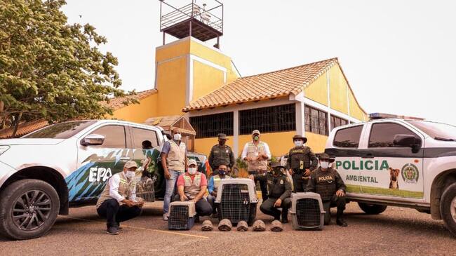 Esta campaña es una invitación para que entreguen de manera voluntaria los animales silvestres que tengan en cautiverio