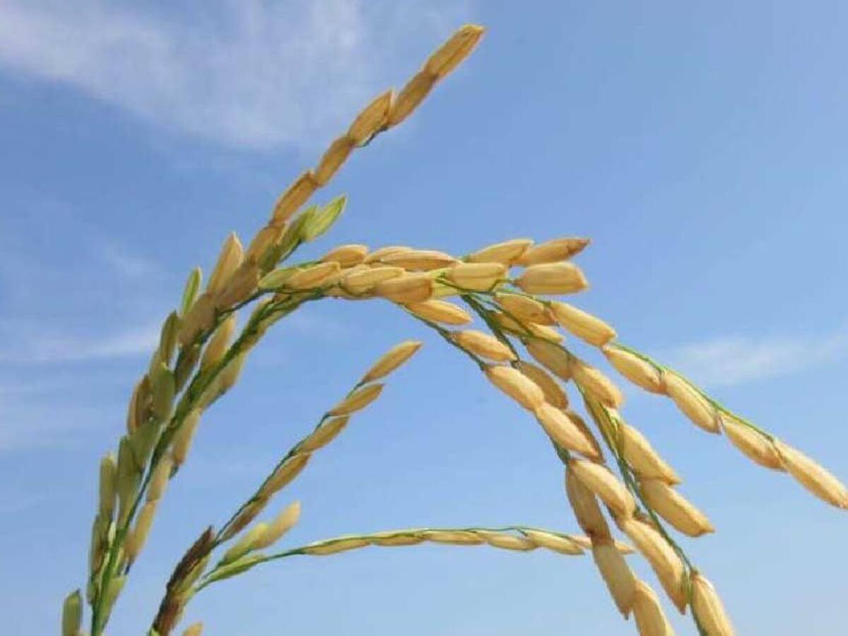 En Colombia se produce arroz certificado de la más alta calidad