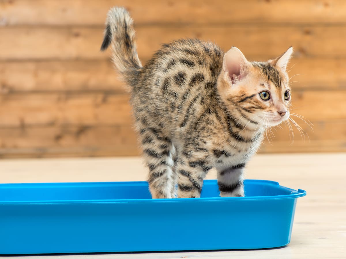 Cada cuánto cambiar la arena del gato: Recomendaciones de expertos para lavar el arenero