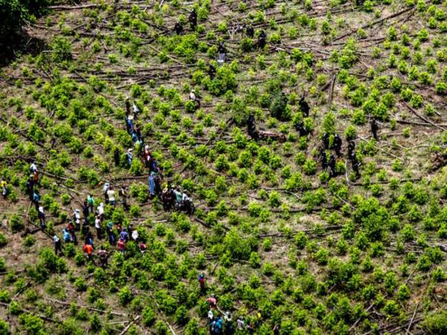 Colombia y ONU destinan USD $315 millones para monitoreo a reducción de cultivos ilícitos