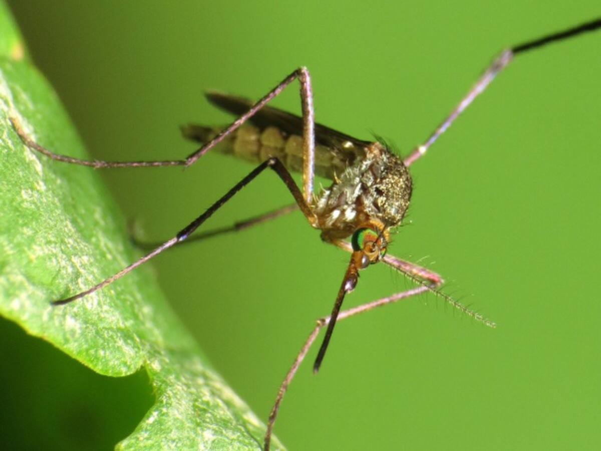 Facebook se une a la lucha contra el zika