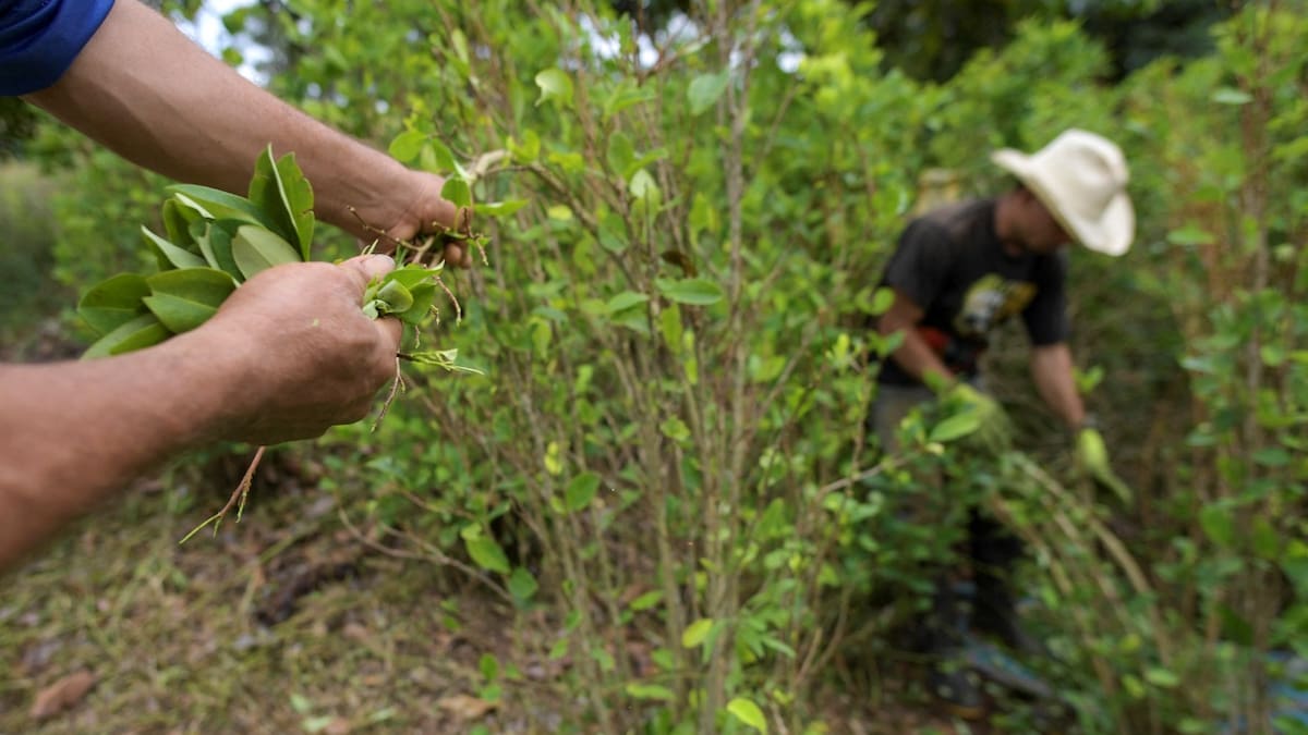 ONU por aumento de cultivos de coca en Colombia: “hay un desafío muy grande”