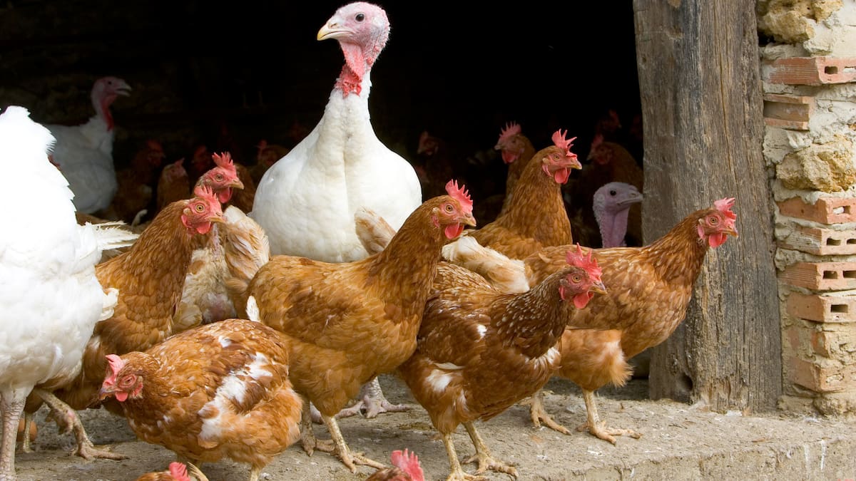 Conozca la gripe aviar, los focos en Colombia y el impacto en el mundo