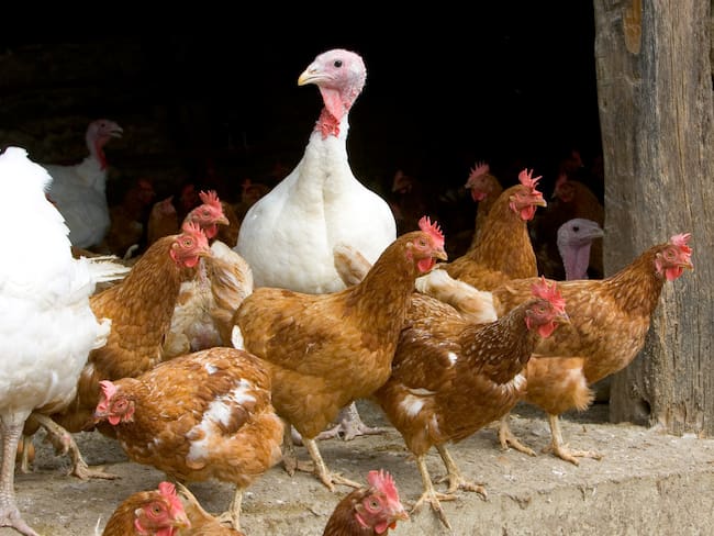 Conozca la gripe aviar, los focos en Colombia y el impacto en el mundo