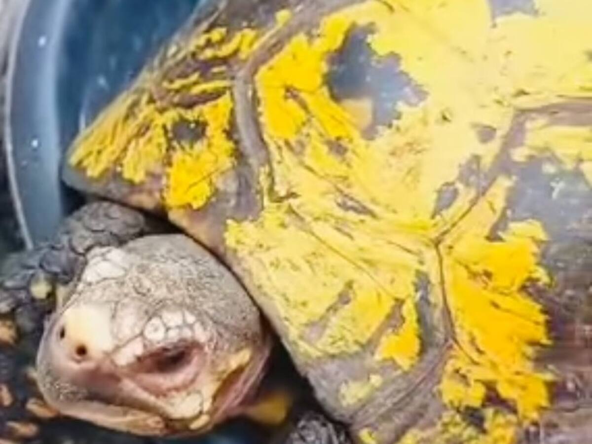 Caparazón de una tortuga fue pintada con los colores de la bandera del Quindío