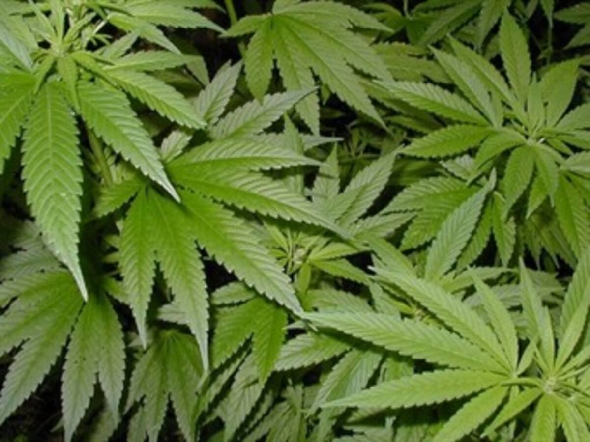 Estudio vincula uso de marihuana con anormalidades cerebrales