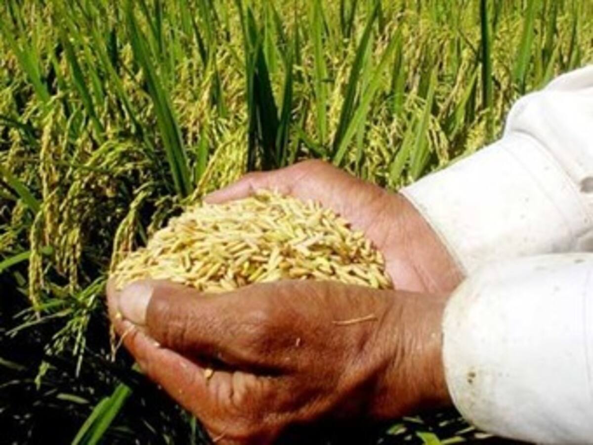 Gobierno pide continuar con Agro Ingreso Seguro en siguiente administración